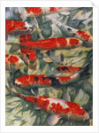 Koi Carp by Gareth Lloyd Ball