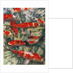 Koi Carp by Gareth Lloyd Ball