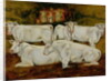 Charolais Bulls, Dippenhall, Farnham by Gareth Lloyd Ball