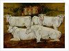 Charolais Bulls, Dippenhall, Farnham by Gareth Lloyd Ball