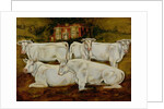 Charolais Bulls, Dippenhall, Farnham by Gareth Lloyd Ball