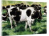 Friesian Cows by Gareth Lloyd Ball