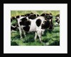 Friesian Cows by Gareth Lloyd Ball