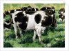 Friesian Cows by Gareth Lloyd Ball