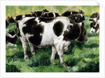 Friesian Cows by Gareth Lloyd Ball