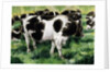 Friesian Cows by Gareth Lloyd Ball