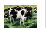 Friesian Cows by Gareth Lloyd Ball