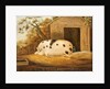 Gloucester Old Spot Pig, 1834 by John Miles of Northleach