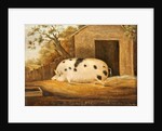 Gloucester Old Spot Pig, 1834 by John Miles of Northleach