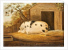 Gloucester Old Spot Pig, 1834 by John Miles of Northleach