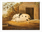 Gloucester Old Spot Pig, 1834 by John Miles of Northleach