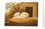 Gloucester Old Spot Pig, 1834 by John Miles of Northleach