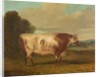 A Bull, 1862 by Richard Whitford