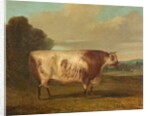 A Bull, 1862 by Richard Whitford