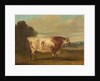 A Bull, 1862 by Richard Whitford