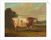 A Bull, 1862 by Richard Whitford