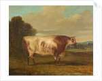 A Bull, 1862 by Richard Whitford