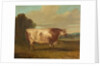 A Bull, 1862 by Richard Whitford