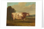 A Bull, 1862 by Richard Whitford