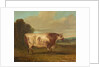 A Bull, 1862 by Richard Whitford