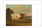 A Bull, 1862 by Richard Whitford