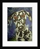 Dog 1, 1994 by Geoffrey Robinson