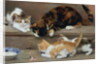 Cat and kittens chasing a mouse by Rosa Jameson