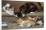 Cat and kittens chasing a mouse by Rosa Jameson