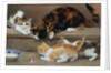 Cat and kittens chasing a mouse by Rosa Jameson