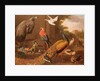 Birds in a landscape by Melchior de Hondecoeter