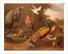 Birds in a landscape by Melchior de Hondecoeter