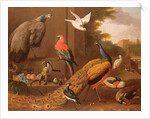Birds in a landscape by Melchior de Hondecoeter