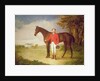 Portrait of a gentleman with his horse, c.1840 by English School