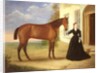 Portrait of a lady with her horse, c.1840 by English School