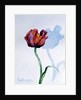 Tulip, 1998 by Izabella Godlewska de Aranda
