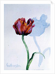 Tulip, 1998 by Izabella Godlewska de Aranda