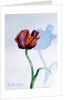 Tulip, 1998 by Izabella Godlewska de Aranda