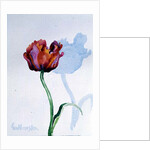 Tulip, 1998 by Izabella Godlewska de Aranda