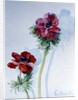 Anemone, 1998 by Izabella Godlewska de Aranda