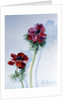 Anemone, 1998 by Izabella Godlewska de Aranda