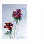 Anemone, 1998 by Izabella Godlewska de Aranda