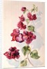No.2 Bougainvillea Red by Izabella Godlewska de Aranda