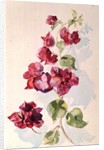 No.2 Bougainvillea Red by Izabella Godlewska de Aranda