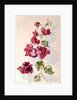 No.2 Bougainvillea Red by Izabella Godlewska de Aranda
