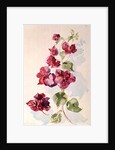 No.2 Bougainvillea Red by Izabella Godlewska de Aranda