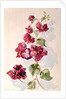 No.2 Bougainvillea Red by Izabella Godlewska de Aranda