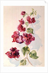 No.2 Bougainvillea Red by Izabella Godlewska de Aranda