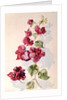 No.2 Bougainvillea Red by Izabella Godlewska de Aranda