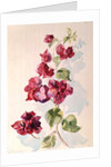 No.2 Bougainvillea Red by Izabella Godlewska de Aranda