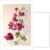 No.2 Bougainvillea Red by Izabella Godlewska de Aranda